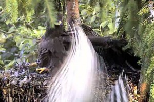 WebCam_Schreiadler_Habichtattacke