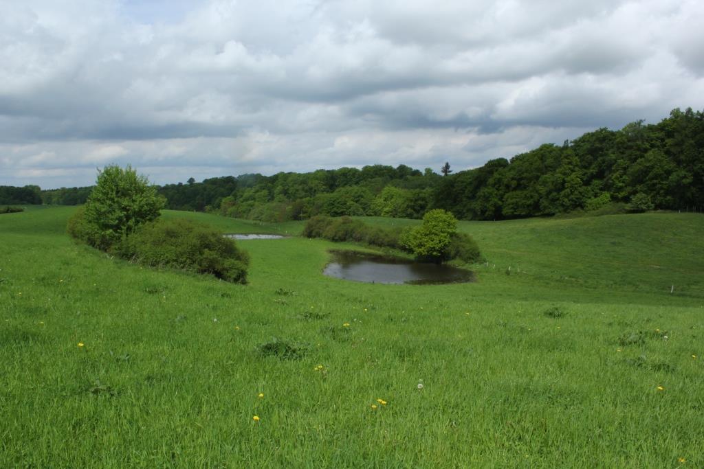 Schreiadler Lebensraum Kinser Feldberg