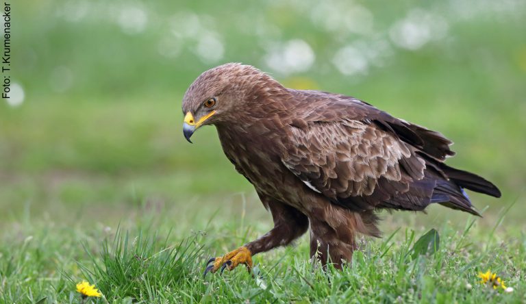 Steckbrief – Schreiadler.org