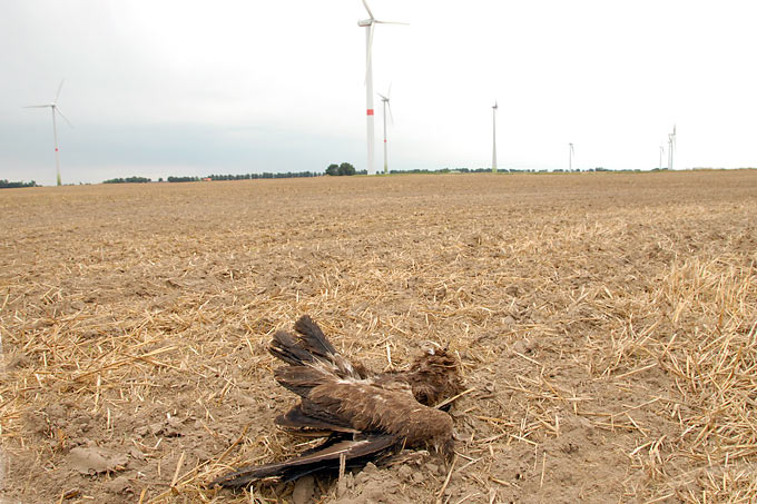 Schreiadler Windkraftanlage Schlagopfer