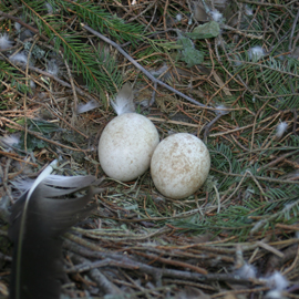 Schreiadler-Eier