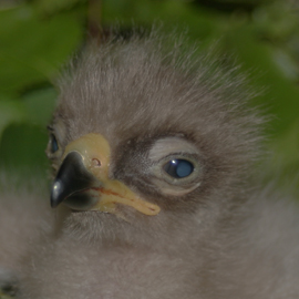 Schreiadlerküken im Nest, Aquila pomarina