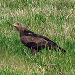 Schreiadler in Wildtierland Gut Klepelshagen