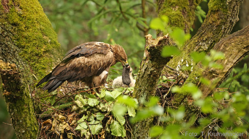 Adler-TV per webcam