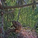 webcam Schreiadler Tierbeobachtung