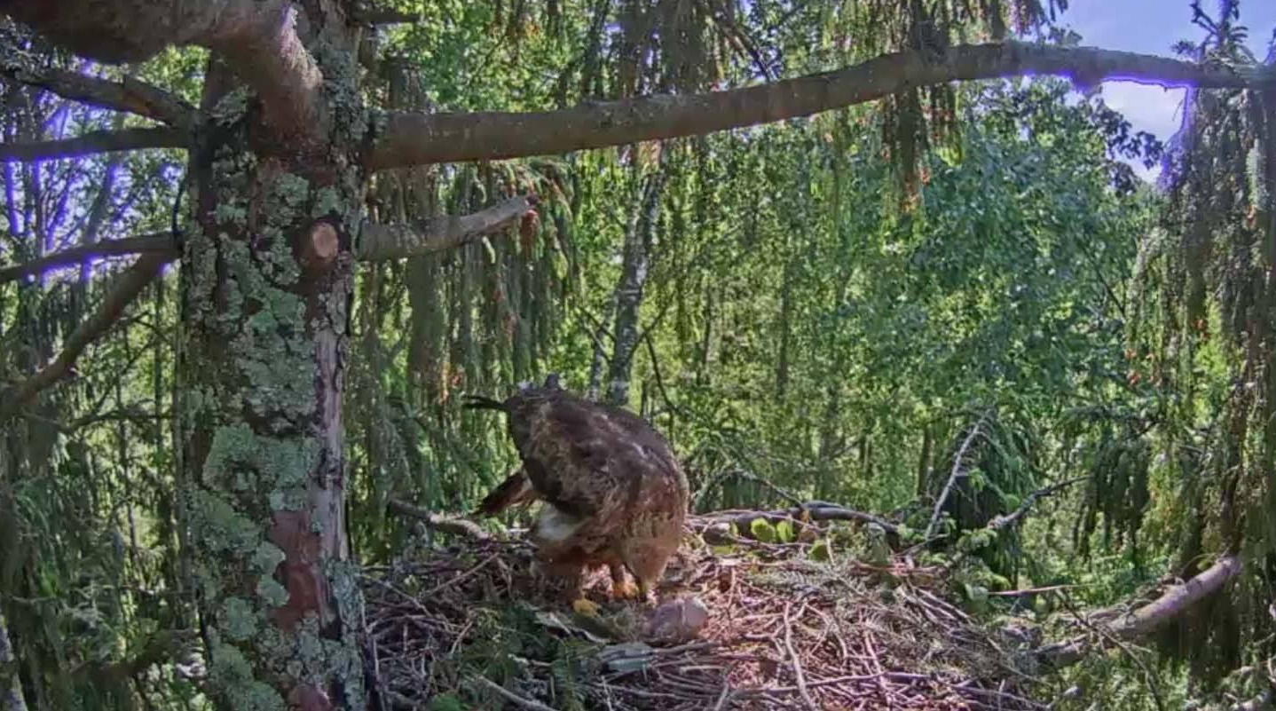 webcam Schreiadler Tierbeobachtung