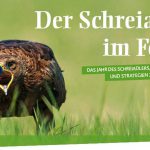 Schreiadler Fotoausstellung