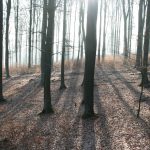 Buchenwald im Gegenlicht