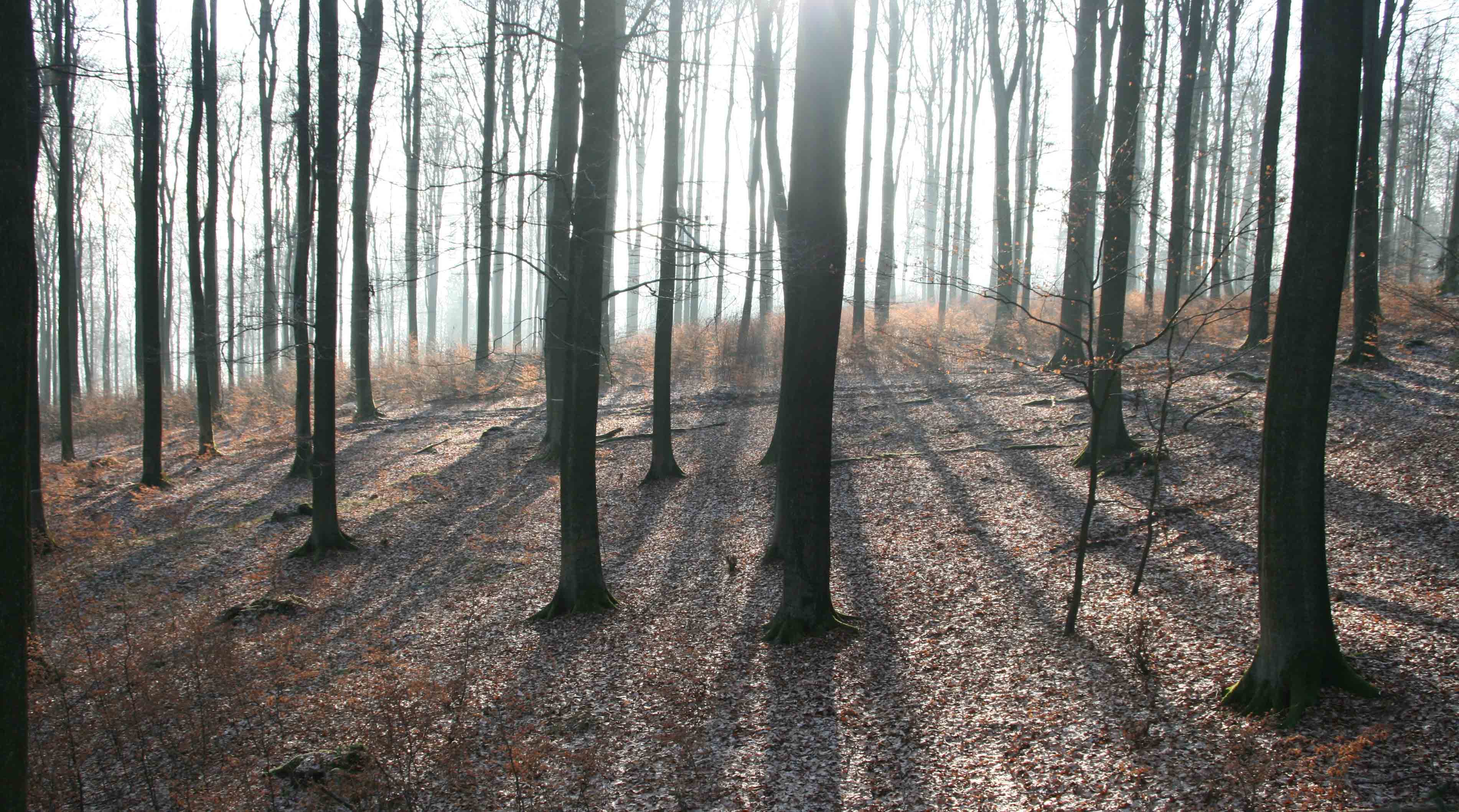 Buchenwald im Gegenlicht