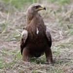Schreiadler auf Boden