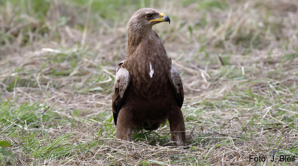 Schreiadler auf Boden